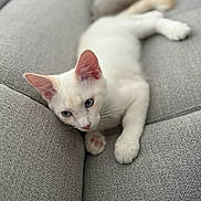 Atlas participe au concours pour gagner de l'argent avec cette photo : cat, kitten, white_cat, blue_eyes, paw, pink_paw_pads, couch, gray_couch, furniture, indoor, pet, animal, cute, relaxed, lying_down, soft_light, close_up, fur, whiskers, curious