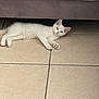 Atlas a rejoint le concours — aidez-le/la à gagner de superbes lots ! kitten, cat, white_cat, blue_eyes, floor, tile_floor, couch, pet, animal, indoor, curious, lying_down, feline, young_cat, domestic_cat, resting, cute, small, fur, whiskers