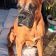 Stan a rejoint le concours — aidez-le/la à gagner de superbes lots ! animal, boxer, brown, canine, cushion, dog, ears, face, fur, garden, mammal, mat, outdoor, pavement, paw, pet, plant, resting, sitting, sunlight