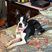 Liyra is registered to the contest to win money with this photo: dog, bed, quilt, collar, nightstand, hairdryer, figurine, flower_pattern, indoor, pet, resting, black_and_white, wood_furniture, clock, blanket, cozy, portrait, animal, domestic, relaxed