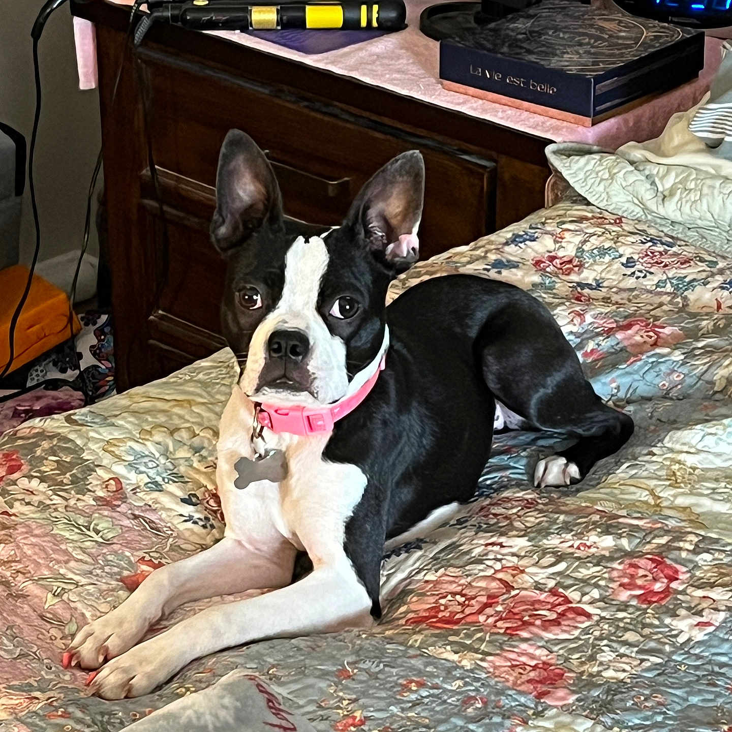 Liyra is registered to the contest to win money with this photo: animal, bed, black_and_white, blanket, clock, collar, cozy, dog, domestic, figurine, flower_pattern, hairdryer, indoor, nightstand, pet, portrait, quilt, relaxed, resting, wood_furniture