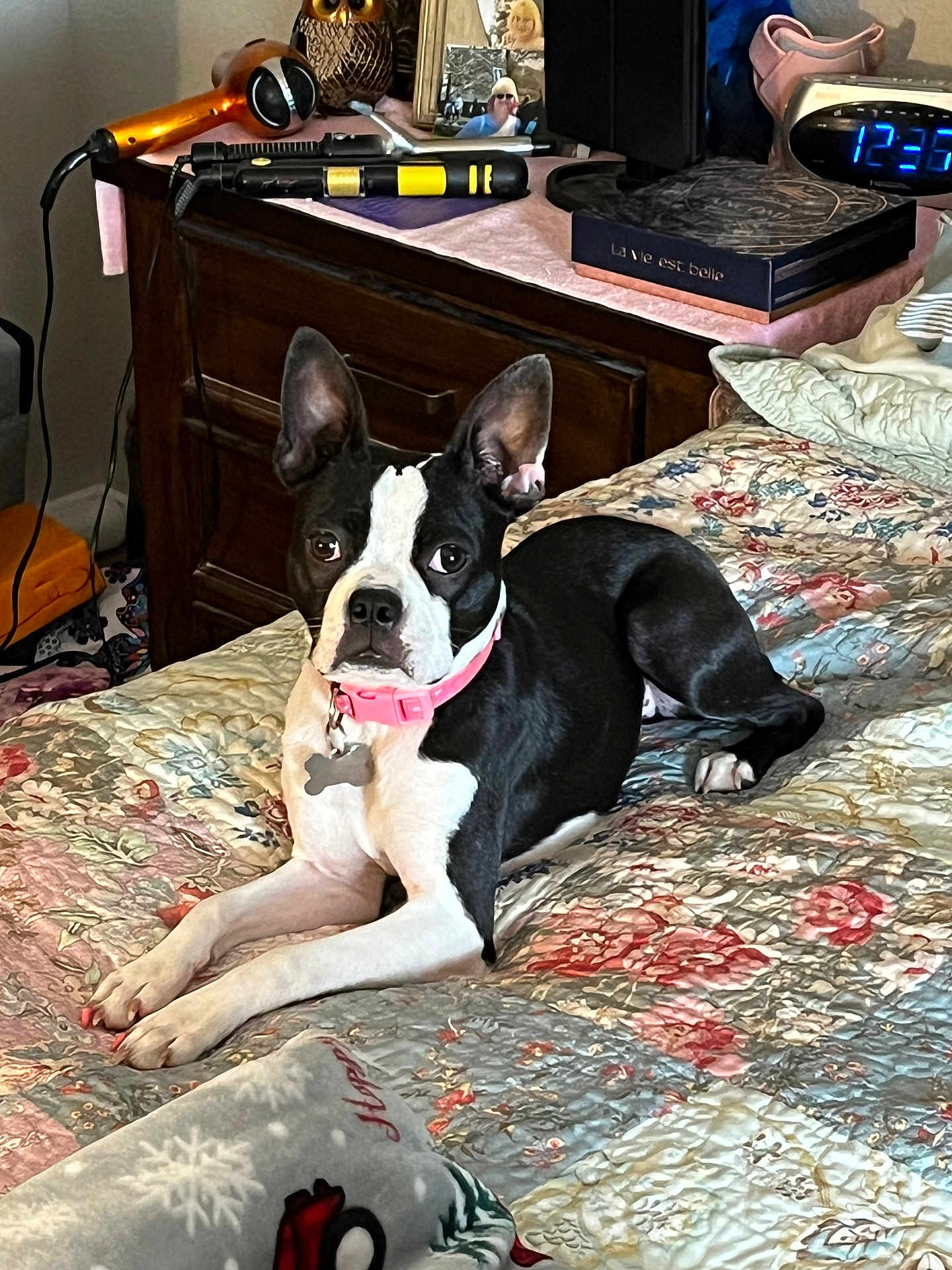 Liyra is registered to the contest to win money with this photo: dog, bed, quilt, collar, nightstand, hairdryer, figurine, flower_pattern, indoor, pet, resting, black_and_white, wood_furniture, clock, blanket, cozy, portrait, animal, domestic, relaxed
