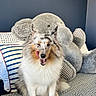 dog, sheltie, bed, plush_elephant, tongue_out, indoor, striped_pillow, patterned_bedspread, happy, pet, fluffy, animal, cute, furry, sitting, home, cozy, stuffed_animal, blue_wall, relaxed