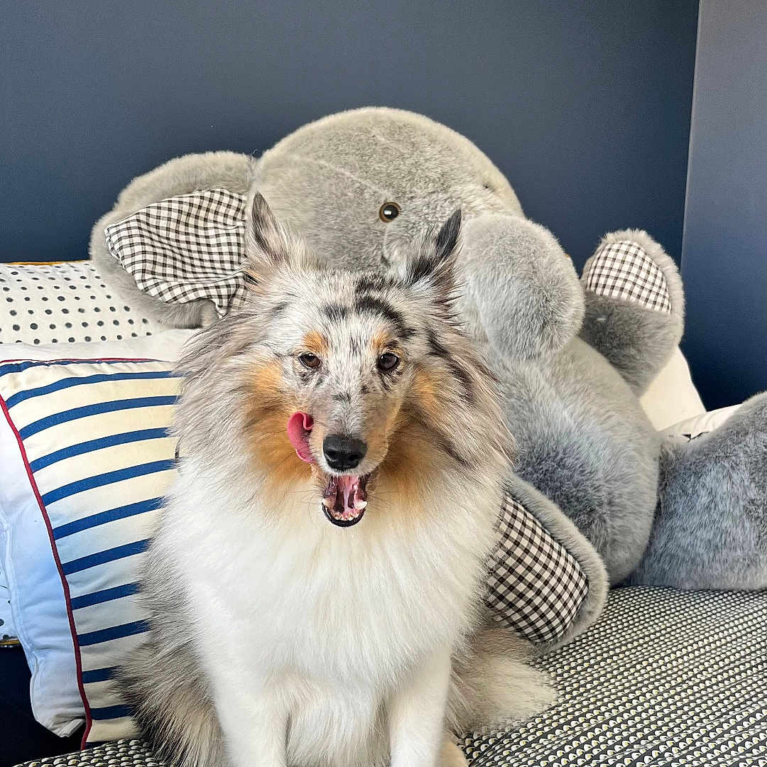Vaia participe au concours pour gagner de l'argent avec cette photo : dog, sheltie, bed, plush_elephant, tongue_out, indoor, striped_pillow, patterned_bedspread, happy, pet, fluffy, animal, cute, furry, sitting, home, cozy, stuffed_animal, blue_wall, relaxed