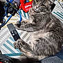 cat, gray_cat, fluffy_fur, bedspread, remote_control, leash, m_and_ms, candy_bag, indoor, pet, animal, resting, close_up, yellow_eyes, striped_pattern, fabric, household_items, cozy, relaxed, domestic