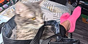 Gizmo joined the competition — help win amazing prizes! cat, gray_cat, tabby_cat, transparent_bag, bed, person, pink_socks, living_room, television, chair, floor, blanket, hand, nail_polish, furniture, indoor, cozy, blurred, pet, curious