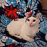 cat, white_cat, black_markings, pet, animal, indoor, blanket, floral_pattern, blue, red, relaxed, cute, feline, fur, sitting, looking, closeup, comfort, home, cozy