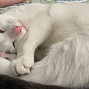 Mochi joined the competition — help win amazing prizes! cat, white_cat, sleeping_cat, curled_up, pet, feline, animal, close_up, indoor, bed, quilt, hand, resting, cozy, cute, fur, pink_nose, whiskers, relaxed, domestic_animal