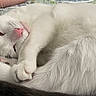 cat, white_cat, sleeping_cat, curled_up, pet, feline, animal, close_up, indoor, bed, quilt, hand, resting, cozy, cute, fur, pink_nose, whiskers, relaxed, domestic_animal