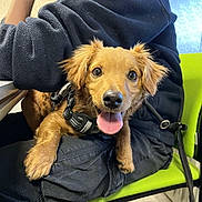 Vinny a rejoint le concours — aidez-le/la à gagner de superbes lots ! dog, brown_dog, pet, happy, tongue_out, indoor, person, fleece_jacket, green_chair, sitting, lap, cute, small_dog, canine, leash, closeup, fur, eyes, nose, paw