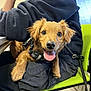 dog, brown_dog, pet, happy, tongue_out, indoor, person, fleece_jacket, green_chair, sitting, lap, cute, small_dog, canine, leash, closeup, fur, eyes, nose, paw