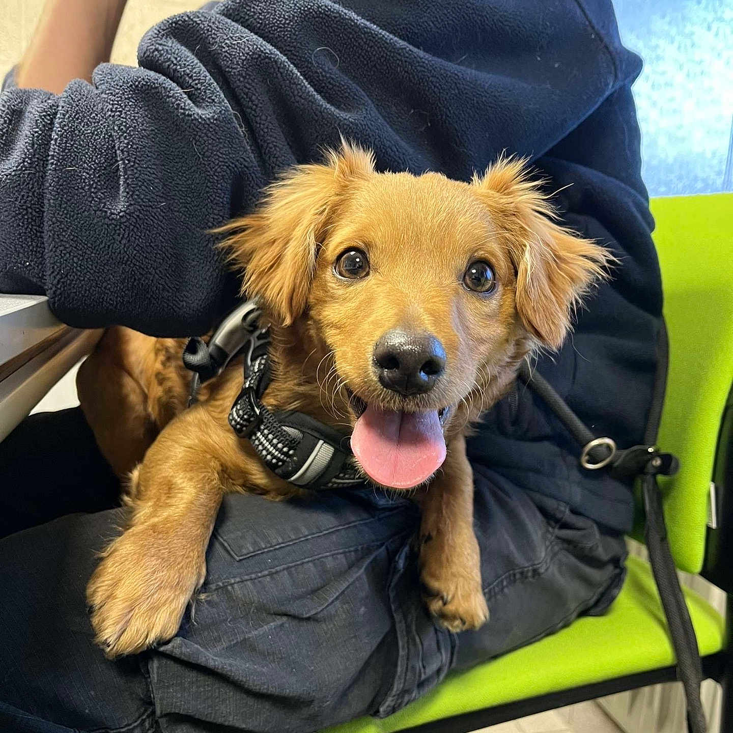 Vinny a rejoint le concours — aidez-le/la à gagner de superbes lots ! brown_dog, canine, closeup, cute, dog, eyes, fleece_jacket, fur, green_chair, happy, indoor, lap, leash, nose, paw, person, pet, sitting, small_dog, tongue_out