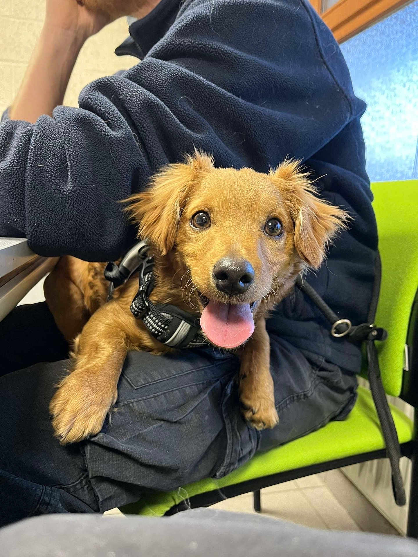Vinny a rejoint le concours — aidez-le/la à gagner de superbes lots ! dog, brown_dog, pet, happy, tongue_out, indoor, person, fleece_jacket, green_chair, sitting, lap, cute, small_dog, canine, leash, closeup, fur, eyes, nose, paw