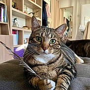 Lily participe au concours pour gagner de l'argent avec cette photo : cat, tabby_cat, green_eyes, feather, indoor, couch, furniture, bookshelf, mirror, relaxed, pet, whiskers, paws, striped_fur, cozy, domestic_animal, living_room, curtains, home, resting