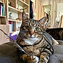 cat, tabby_cat, green_eyes, feather, indoor, couch, furniture, bookshelf, mirror, relaxed, pet, whiskers, paws, striped_fur, cozy, domestic_animal, living_room, curtains, home, resting