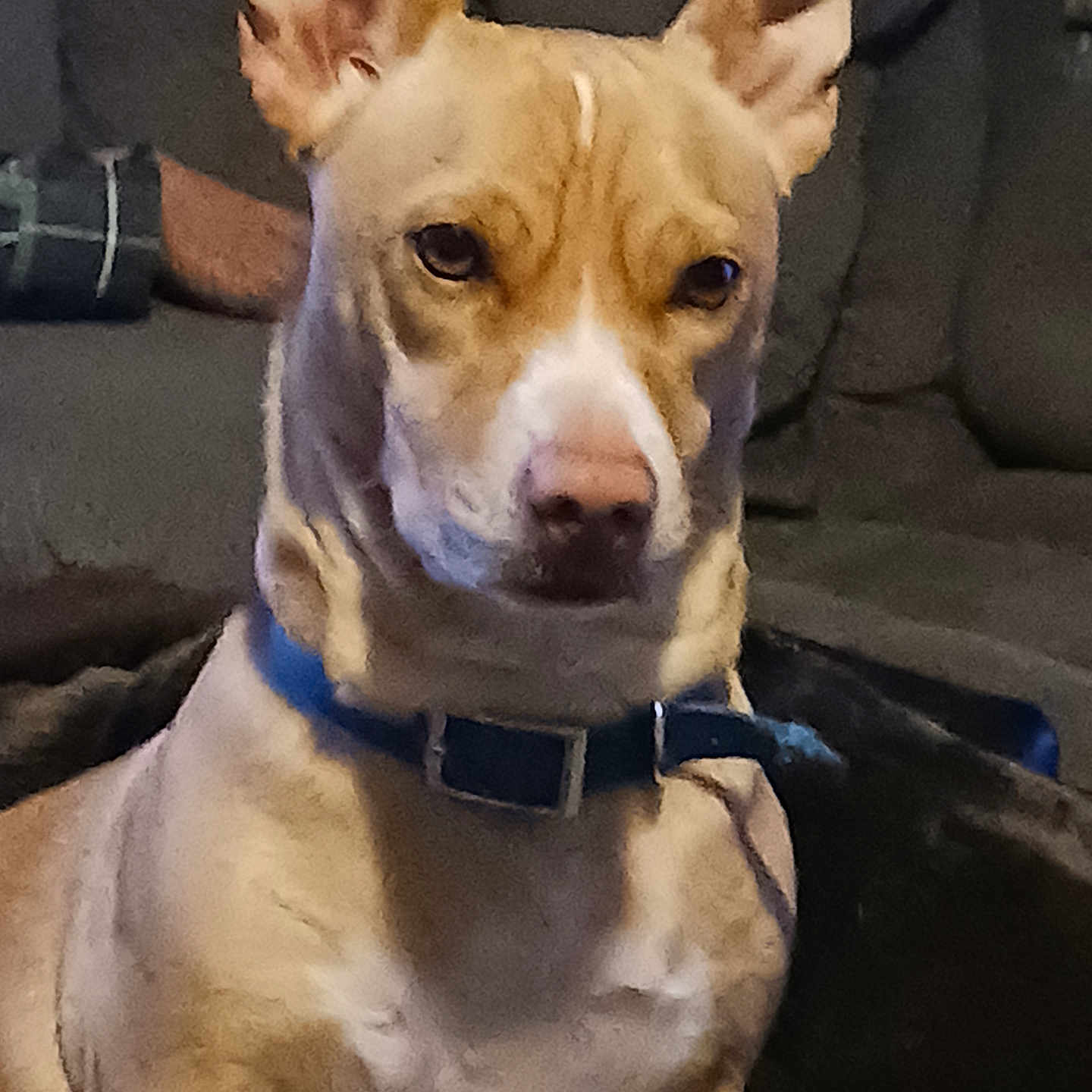 Tank joined the competition — help win amazing prizes! accessories, animal, bulldog, canine, chihuahua, collar, couch, dog, face, furniture, head, hound, husky, leash, person, pet, photography, pitbull, puppy, strap