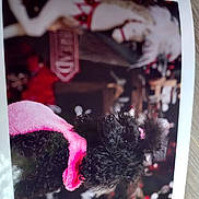 Victoria Joy a rejoint le concours — aidez-le/la à gagner de superbes lots ! animal, black_dog, celebration, christmas, costume, curly_hair, decor, dog, festive, fur, holiday_decorations, indoor, mannequin, ornaments, pet, pink_clothing, portrait, red, toy_poodle, white