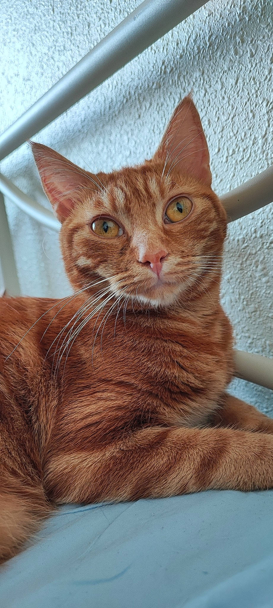 Filou a rejoint le concours — aidez-le/la à gagner de superbes lots ! art, carnivore, cat, close_up, domestic_short_haired_cat, eye, fawn, felidae, fur, iris, small_to_medium_sized_cats, snout, tail, terrestrial_animal, whiskers, wildlife, window