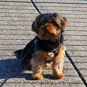 Ezekiel joined the competition — help win amazing prizes! bolonka, canidae, carnivore, chinese_imperial_dog, companion_dog, dog, dog_breed, griffon_bruxellois, maltepoo, mammal, poodle_crossbreed, puppy, shih_tzu, small_terrier, sporting_group, terrier, toy_dog, vertebrate, yorkipoo, yorkshire_terrier