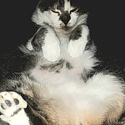 Mimine participe au concours pour gagner de l'argent avec cette photo : cat, animal, pet, feline, sleeping, relaxed, fluffy, white_paws, gray_fur, cute, close_up, indoor, resting, cozy, soft_texture, paw, whiskers, mammal, quiet, peaceful