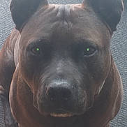 Racaille a rejoint le concours — aidez-le/la à gagner de superbes lots ! dog, pet, animal, brown_coat, ears, close_up, face, eyes, nose, fur, indoor, mat, looking, portrait, canine, companion, sitting, alert, domestic_animal, friendly