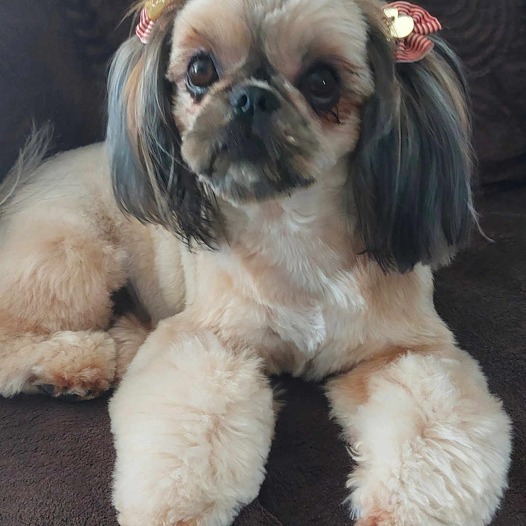 Una participe au concours pour gagner de l'argent avec cette photo : adorable, animal, animal_portrait, bow, brown_blanket, canine, companion, cute, dog, domestic_animal, ears, fluffy, fur, groomed, indoor, pet, portrait, relaxed, resting, small_dog