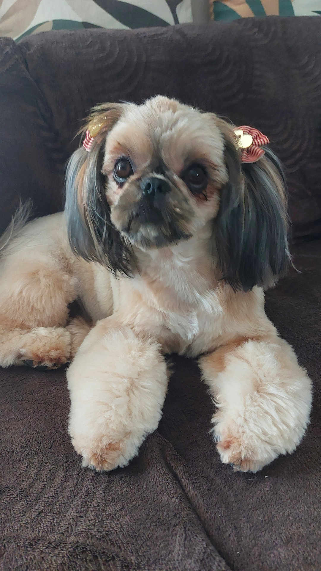 Una participe au concours pour gagner de l'argent avec cette photo : dog, pet, fluffy, bow, ears, brown_blanket, cute, animal, indoor, portrait, canine, fur, groomed, small_dog, companion, resting, relaxed, domestic_animal, adorable, animal_portrait