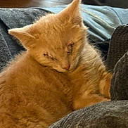 Samson is registered to the contest to win money with this photo: animal, blanket, closeup, comfort, cozy, cute, domestic_cat, feline, fluffy, fur, indoor, kitten, orange_cat, pet, relaxing, resting, sleeping, soft, warm, young_cat