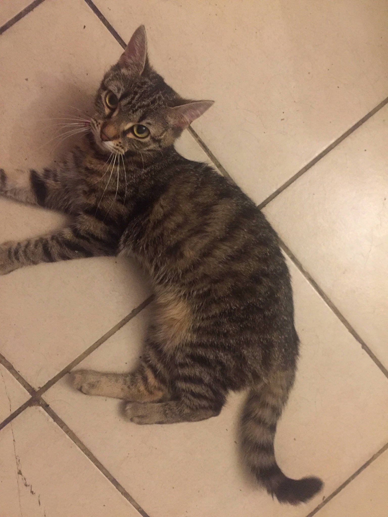 Clochette a rejoint le concours — aidez-le/la à gagner de superbes lots ! aegean_cat, american_wirehair, arabian_mau, asian, california_spangled, carnivore, cat, domestic_short_haired_cat, dragon_li, european_shorthair, felidae, mammal, pixie_bob, small_to_medium_sized_cats, snout, tabby_cat, tail, vertebrate, whiskers, wild_cat