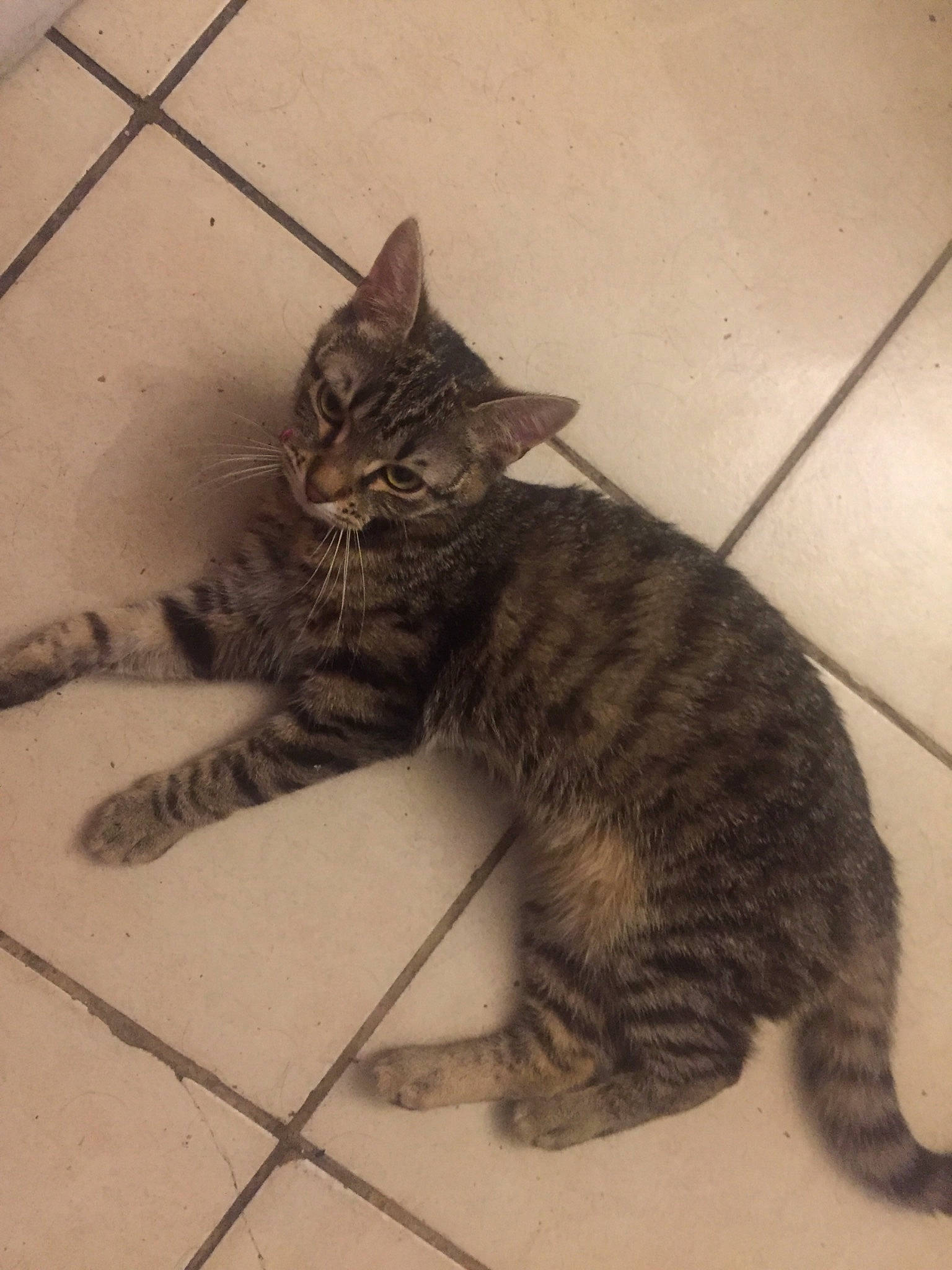 Clochette a rejoint le concours — aidez-le/la à gagner de superbes lots ! arabian_mau, asian, california_spangled, carnivore, cat, domestic_short_haired_cat, dragon_li, egyptian_mau, european_shorthair, felidae, kitten, kurilian_bobtail, mammal, pixie_bob, small_to_medium_sized_cats, tabby_cat, tail, vertebrate, whiskers, wild_cat