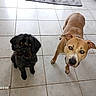 animal, black_dog, collar, companions, curious, cute, dog, domestic, ears, eyes, floor, friendly, home, indoor, looking_up, mammal, pair, pets, tan_dog, tile