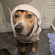 Tana a rejoint le concours — aidez-le/la à gagner de superbes lots ! animal, brown_dog, cabinet, cute, dog, ears, expression, eyes, floor, flooring, fur, hood, indoor, kitchen, looking_up, pet, snout, towel, waiting, white_towel