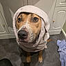animal, brown_dog, cabinet, cute, dog, ears, expression, eyes, floor, flooring, fur, hood, indoor, kitchen, looking_up, pet, snout, towel, waiting, white_towel
