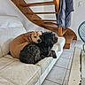 black_dog, companion, couch, cozy, dog, fur, furniture, home, indoor, jacket, leather, living_room, pet, relaxing, resting, stairs, tan_dog, tile_floor, white, wood