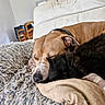 animal, black_cat, blanket, cat, closeup, collar, companion, couch, cozy, dog, fur, furniture, home, indoor, living_room, pet, relaxation, resting, sleeping, tan_dog