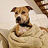 dog, blanket, couch, indoor, pet, brown_dog, white_chest, leather_couch, stairs, wooden_stairs, collar, dog_tag, wrapped, cozy, alert, furniture, living_room, domestic_animal, comfort, portrait