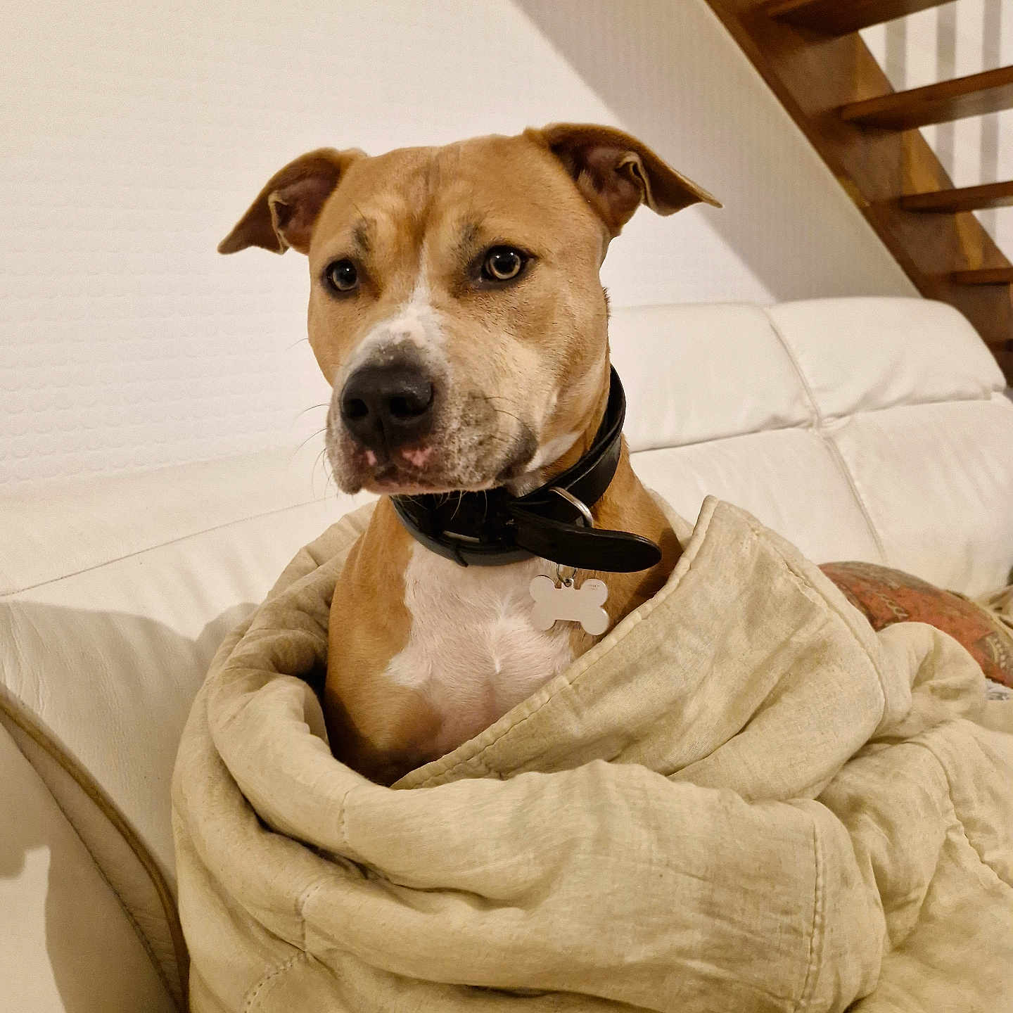 Tana participe au concours pour gagner de l'argent avec cette photo : dog, blanket, couch, indoor, pet, brown_dog, white_chest, leather_couch, stairs, wooden_stairs, collar, dog_tag, wrapped, cozy, alert, furniture, living_room, domestic_animal, comfort, portrait