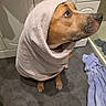 Tana participe au concours pour gagner de l'argent avec cette photo : animal, bathroom, brown_dog, cabinet, canine, cozy, curious, cute, dog, domestic, floor, fur, indoor, looking_up, paws, pet, portrait, towel, wet_floor, wrapped