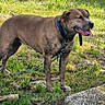 animal, brown_dog, canine, chain, collar, daylight, dog, fur, grass, greenery, happy, leash, nature, outdoor, panting, pet, standing, sunlight, tongue_out, water
