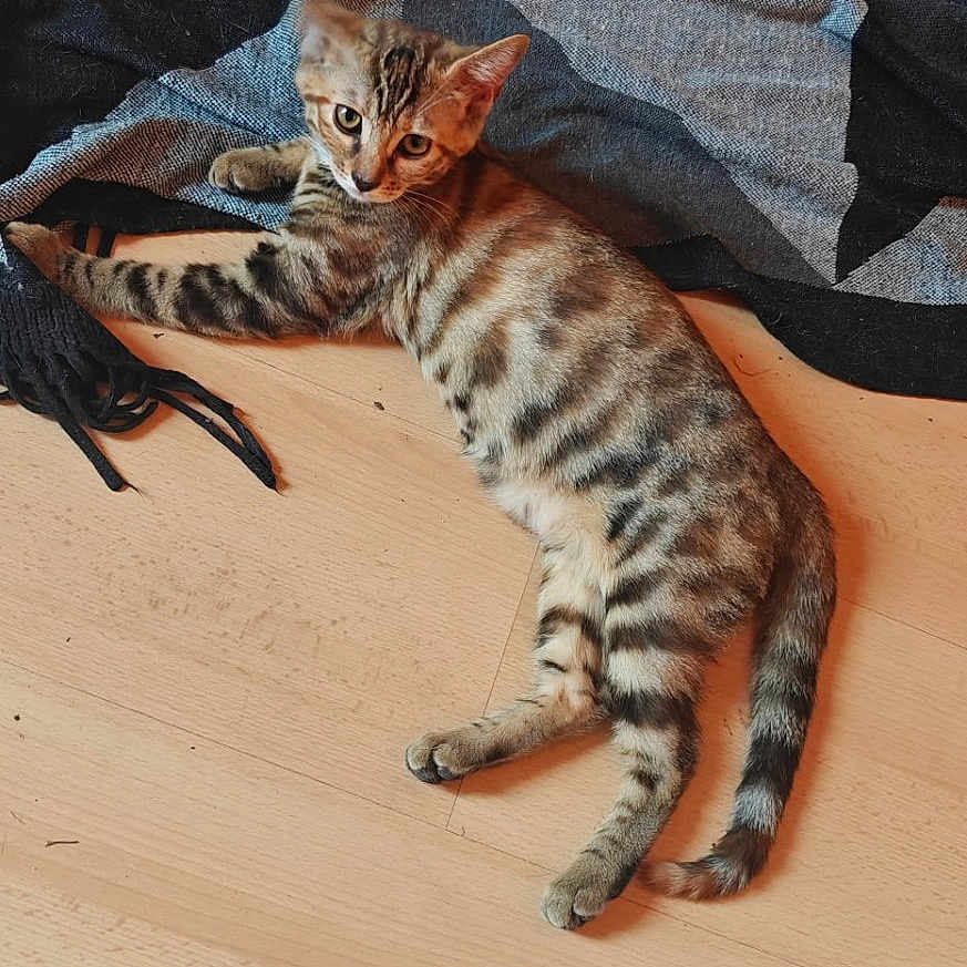 Baïla participe au concours pour gagner de l'argent avec cette photo : cat, kitten, tabby, pet, animal, floor, blanket, fringe, wooden_floor, indoor, curious, lying_down, small, fur, whiskers, ears, tail, relaxed, domestic, cute