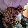 Baïla a rejoint le concours — aidez-le/la à gagner de superbes lots ! cat, striped_cat, pet, indoor, pillow, person, lap, feline, curious, resting, cozy, brown_cat, soft_lighting, companion, dog, black_dog, wood_floor, blanket, clothing, relaxing