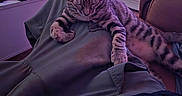 Baïla participe au concours pour gagner de l'argent avec cette photo : cat, closed_eyes, couch, cozy, ears, furniture, indoor, kitten, lap, living_room, paws, person, pet, purple_lighting, relaxing, resting, sleeping, striped, tabby, television