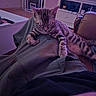 cat, closed_eyes, couch, cozy, ears, furniture, indoor, kitten, lap, living_room, paws, person, pet, purple_lighting, relaxing, resting, sleeping, striped, tabby, television