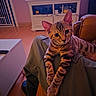 brown, cabinet, cat, cozy, curious, ears, eyes, furniture, indoor, kitten, lap, living_room, orange, person, pet, relaxed, striped_fur, tabby, television, wooden_floor