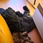 Baïla a rejoint le concours — aidez-le/la à gagner de superbes lots ! animal, black_dog, cat, companion, cozy, curled_up, dog, domestic, floor, fur, furniture, home, indoor, pets, relaxing, resting, sleeping, striped_cat, wooden_floor, yellow_couch