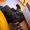 animal, black_dog, cat, companion, cozy, curled_up, dog, domestic, floor, fur, furniture, home, indoor, pets, relaxing, resting, sleeping, striped_cat, wooden_floor, yellow_couch