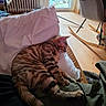 Baïla participe au concours pour gagner de l'argent avec cette photo : cat, tabby_cat, sleeping, pillow, couch, indoor, living_room, person, rocking_chair, wooden_floor, door, window, natural_light, home, relaxation, furniture, pet, domestic_animal, cozy, resting