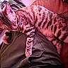 animal, cat, close_up, clothing, feline, fur, green_pants, indoor, lap, leather_sofa, paw, pet, pink_tint, relaxing, resting, sleeping, soft_light, striped, tabby_cat, whiskers