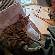 Baïla a rejoint le concours — aidez-le/la à gagner de superbes lots ! cat, tabby_cat, couch, pillow, indoor, person, rocking_chair, wooden_floor, window, glass_door, natural_light, relaxing, furniture, pet, striped_fur, domestic_animal, casual_clothing, legs, footwear, home
