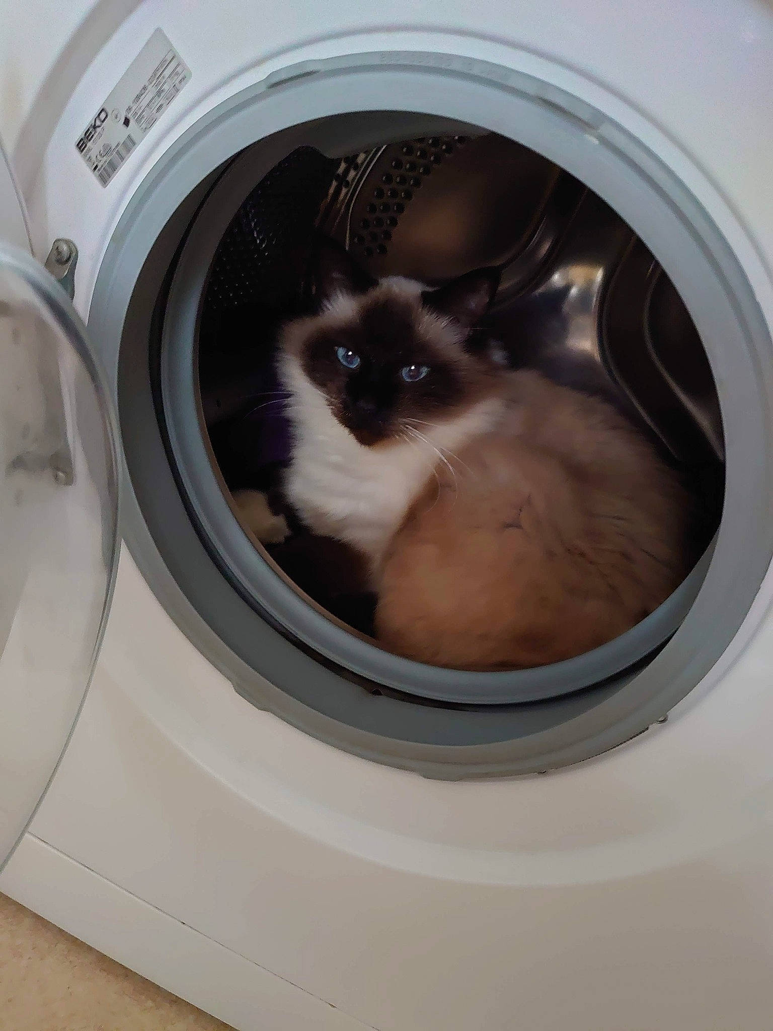 Roméo a rejoint le concours — aidez-le/la à gagner de superbes lots ! balinese, birman, carnivore, cat, circle, clothes_dryer, eye, fawn, felidae, fur, gas, home_appliance, iris, pet_supply, rim, siamese, small_to_medium_sized_cats, snout, terrestrial_animal, whiskers